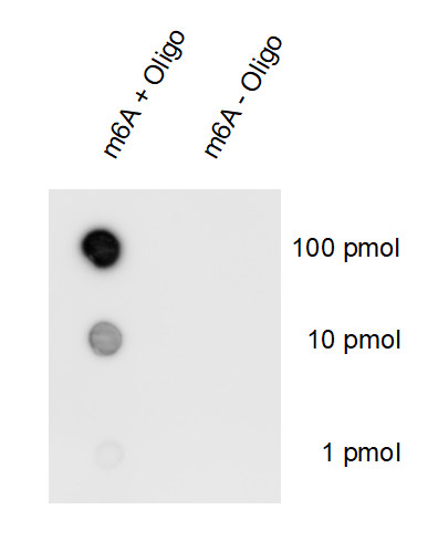 m6A Recombinant rabbit - image 1